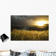 Sunlight Glowing At Sunset And Illuminating The Tall Grass Wall Mural