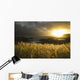 Sunlight Glowing At Sunset And Illuminating The Tall Grass Wall Mural