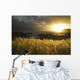 Sunlight Glowing At Sunset And Illuminating The Tall Grass Wall Mural