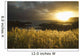 Sunlight Glowing At Sunset And Illuminating The Tall Grass Wall Mural