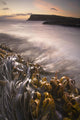 Wet Seaweed Along The Shore Wall Mural