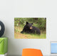 Black Bear resting Wall Mural