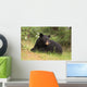 Black Bear resting Wall Mural