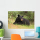 Black Bear resting Wall Mural