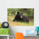 Black Bear resting Wall Mural
