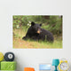 Black Bear resting Wall Mural
