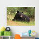 Black Bear resting Wall Mural