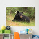 Black Bear resting Wall Mural