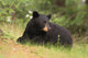 Black Bear resting Wall Mural