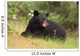 Black Bear resting Wall Mural