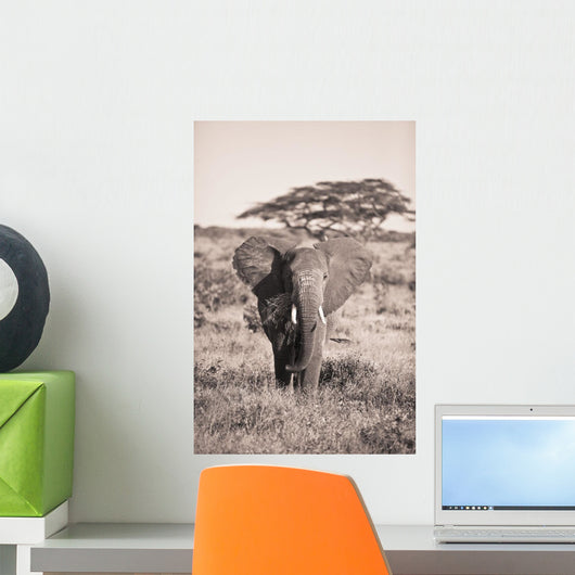 An Elephant Carrying Long Grass In It's Mouth Wall Mural