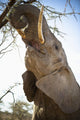 An Elephant Eats The Leaves High Up In A Tree Wall Mural