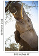 An Elephant Eats The Leaves High Up In A Tree Wall Mural