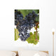 Malbec grapes on the vine in the vineyard of Bodega El Esteco winery Wall Mural