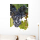 Malbec grapes on the vine in the vineyard of Bodega El Esteco winery Wall Mural