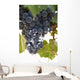 Malbec grapes on the vine in the vineyard of Bodega El Esteco winery Wall Mural