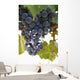 Malbec grapes on the vine in the vineyard of Bodega El Esteco winery Wall Mural