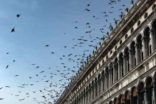 Pigeons San Marco Square Wall Decal