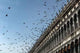 Pigeons San Marco Square Wall Decal