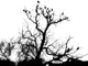 Birds Tree Wall Decal