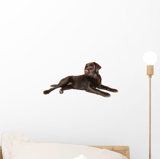Chocolate Lab Wall Decal