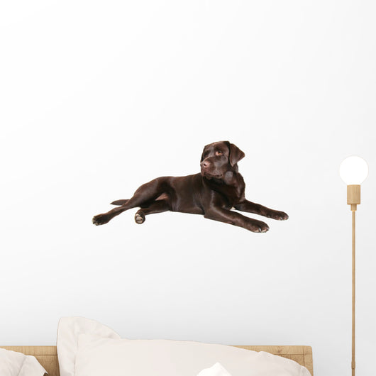 chocolate lab Wall Decal