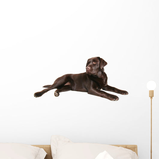 chocolate lab Wall Decal