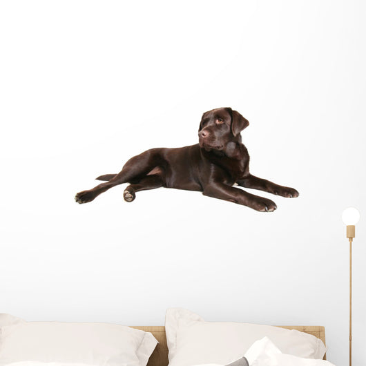 chocolate lab Wall Decal