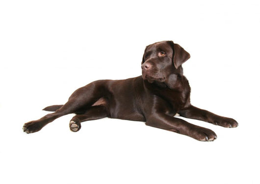 chocolate lab Wall Decal