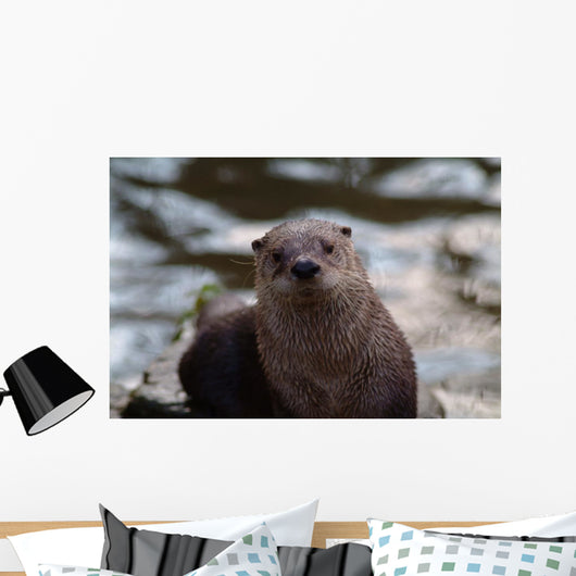 Otter Wall Mural