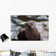 Otter Wall Mural