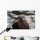 Otter Wall Mural