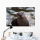 Otter Wall Mural
