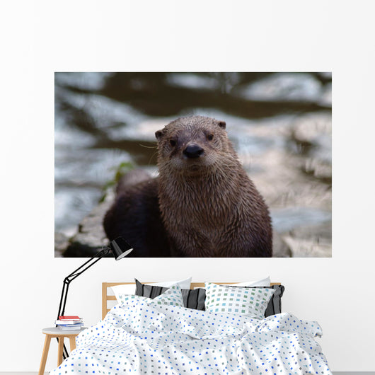 Otter Wall Mural