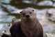 Otter Wall Mural
