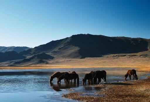 Drinking Horses Wall Decal