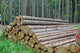 Stacked Logs Forest Wall Decal