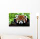 Kleiner Panda Wall Mural