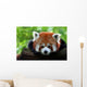 Kleiner Panda Wall Mural