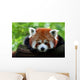 Kleiner Panda Wall Mural