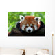 Kleiner Panda Wall Mural