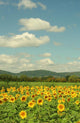 Sun Flower Field Wall Mural