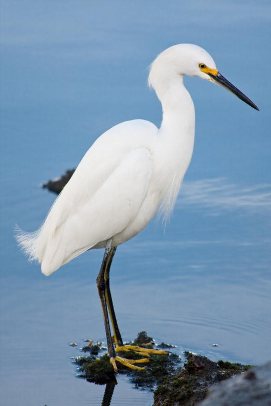 Silver Heron Ardea Alba Wall Mural
