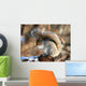 American Grey Squirrel Wall Mural