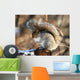 American Grey Squirrel Wall Mural