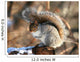American Grey Squirrel Wall Mural