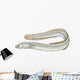 fish eel Wall Decal
