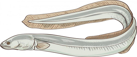 fish eel Wall Decal