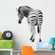Zoo Single Burchell Zebra
