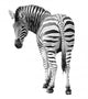 Zoo Single Burchell Zebra